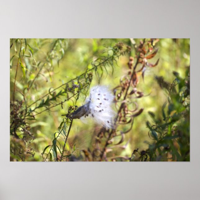Milchweed-Fotoplakat Poster (Vorne)
