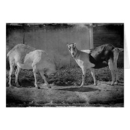 Milchziegen in schwarz-weiß