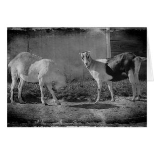 Milchziegen in schwarz-weiß