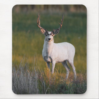 Mildere weiße Rotwild 2 Mousepad
