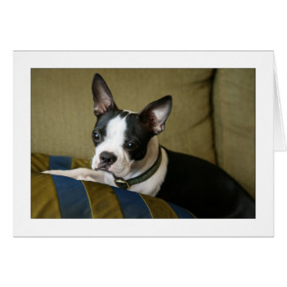 Miley der Boston Terrier Puppy
