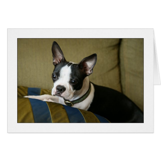 Miley le Chiot de Boston Terrier (Devant horizontal)