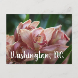 Milk Tea Orchid Washington D.C. Postkarte