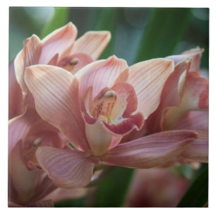 Milk Tee Orchid Fliese