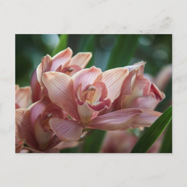 Milk Tee Orchid Postkarte (Vorderseite)
