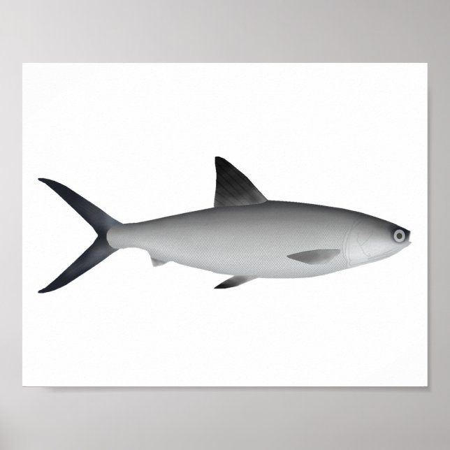 Milkfish Magnet Poster (Vorne)