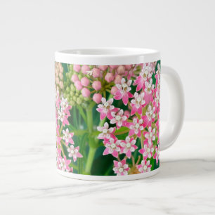 Milkweed alias Asclepias Summer Blooms Jumbo Jumbo-Tasse