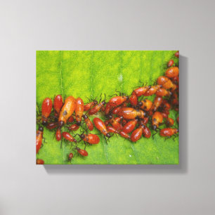 Milkweed Bugs auf Milchkweed-Leaf Leinwanddruck