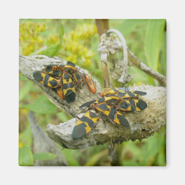 Milkweed Bugs Family #1 Magnet (Vorne)