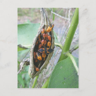 Milkweed Bugs Postkarte