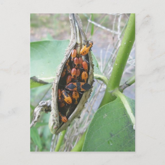 Milkweed Bugs Postkarte (Vorderseite)