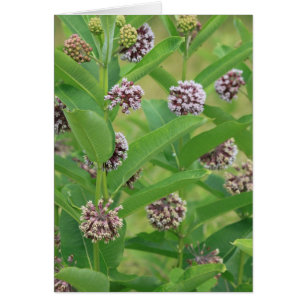 Milkweed commun
