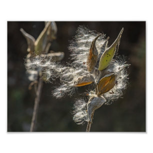 Milkweed Fotodruck
