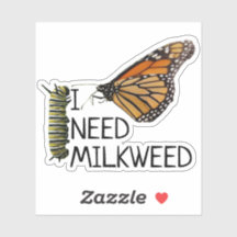 Milkweed für Monarchschmetterlinge