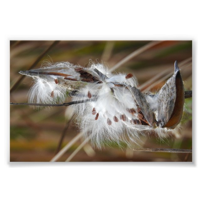Milkweed Gone to Seed Fotodruck (Vorne)