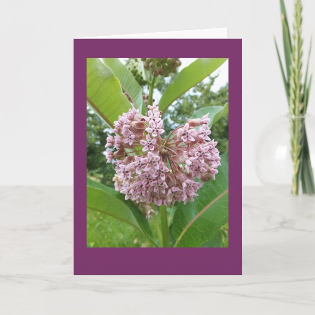 Milkweed-leere Anmerkungs-Karte Karte (Vorderseite)