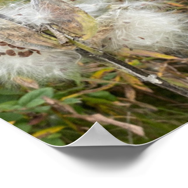 Milkweed | Natürlich Poster (Ecke)