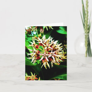 Milkweed Notecard Karte