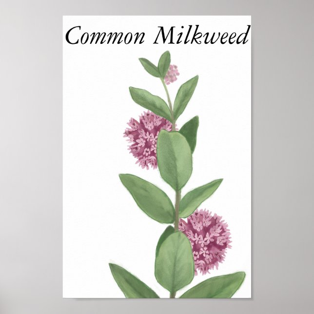 Milkweed Poster (Vorne)