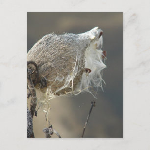 Milkweed Postkarte