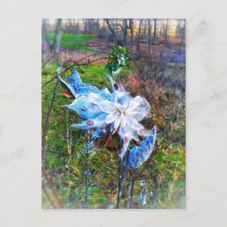 Milkweed-Postkarte Postkarte
