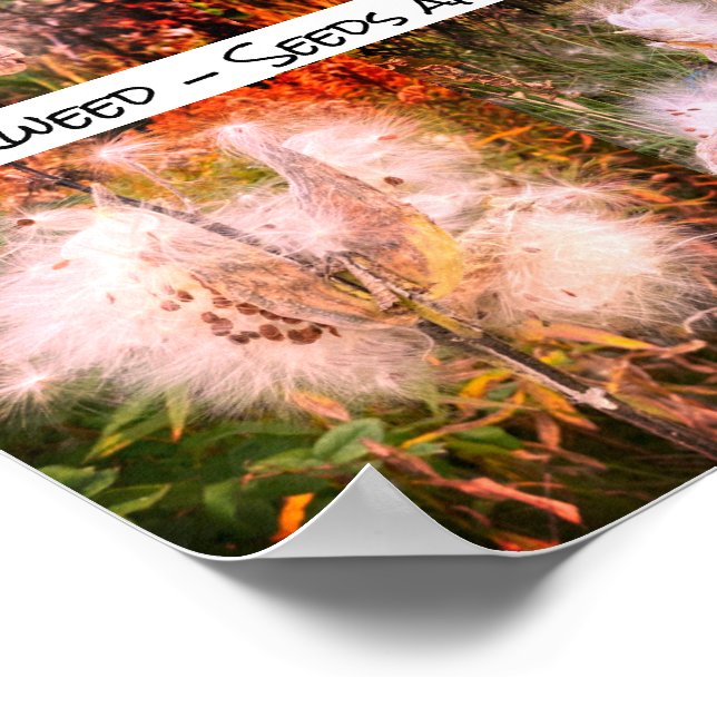 Milkweed | Sangria Poster (Ecke)