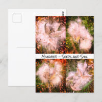 Milkweed | Sangria