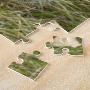 Milkweed   Schmetterling  