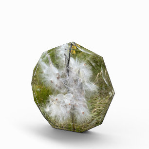 Milkweed Schmetterling Fotoblock