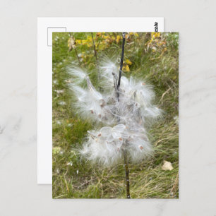 Milkweed   Schmetterling   Postkarte