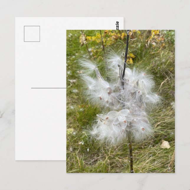 Milkweed | Schmetterling | Postkarte (Vorne/Hinten)