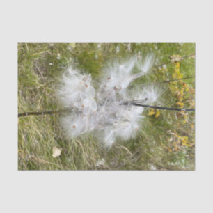 Milkweed Schmetterling Seidenpapier
