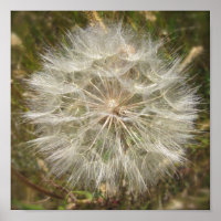 Milkweed Seed Pod Macro