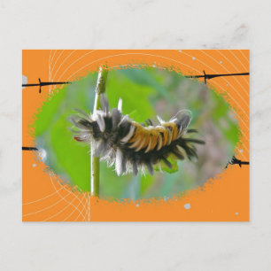 Milkweed Tussock Moth Raupe Orange Items Postkarte