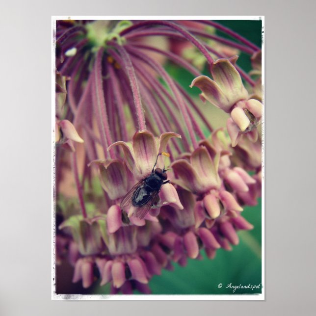 Milkweed und Fly Poster (Vorne)