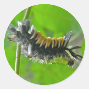 Milkweedtussock-Motten-Raupen-Einzelteile Runder Aufkleber