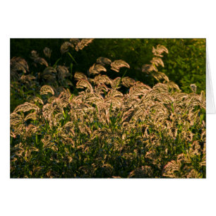 Millet sauvage (Panicum Sp.) poussant dans une zon