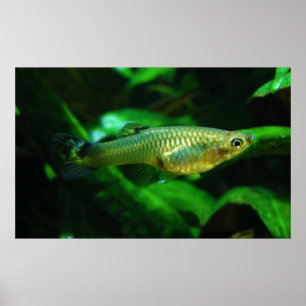 Millionenfisch oder Guppy Poecilia Reticulata Poster