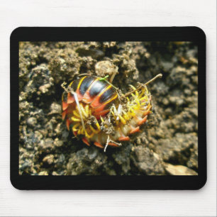 Millipede Polydesmida (Sigmoria aberrans)-Elemente Mousepad