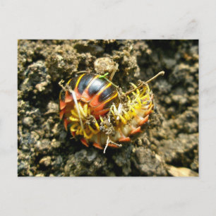 Millipede Polydesmida (Sigmoria aberrans)-Elemente Postkarte