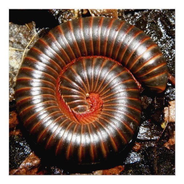 Millipede Spiral Fotodruck (Vorne)