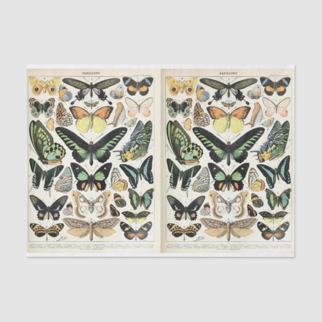 Millot Butterflies Seidenpapier (Vorderseite)