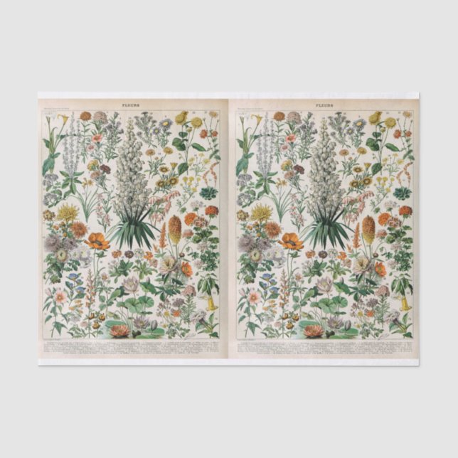 Millot Illustrationen, botanisch, dekoupage Seidenpapier (Vorderseite)