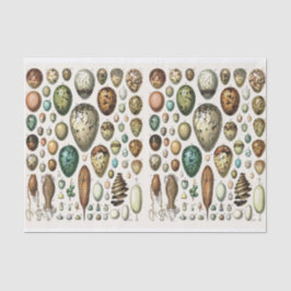 Millot-Illustrationen, Eier, Entkopplung Seidenpapier