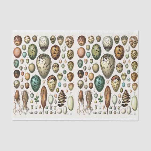 Millot-Illustrationen, Eier, Entkopplung Seidenpapier (Vorderseite)