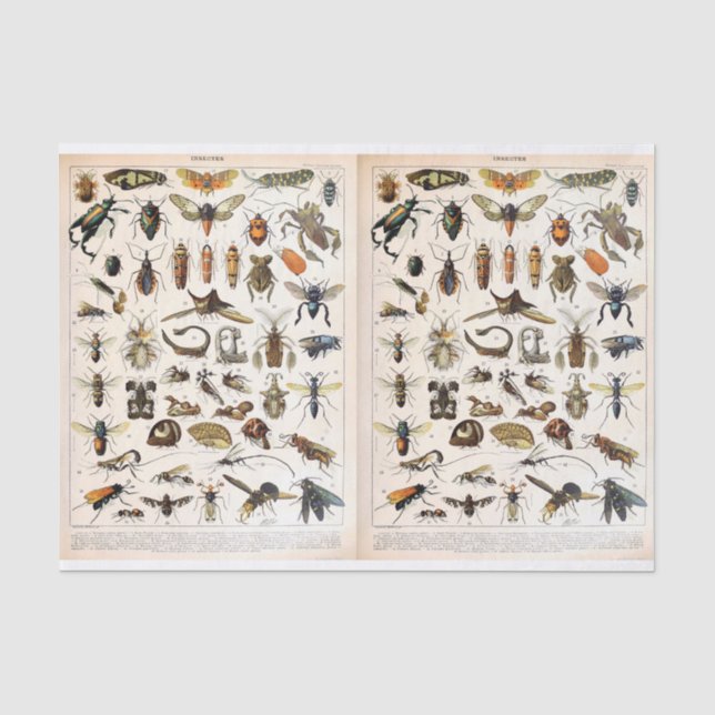 Millot-Illustrationen - Insekten, Entfärbung Seidenpapier (Vorderseite)