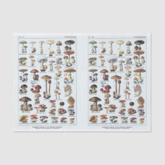 Millot Illustrationen, Pilze, Decoupage Seidenpapier