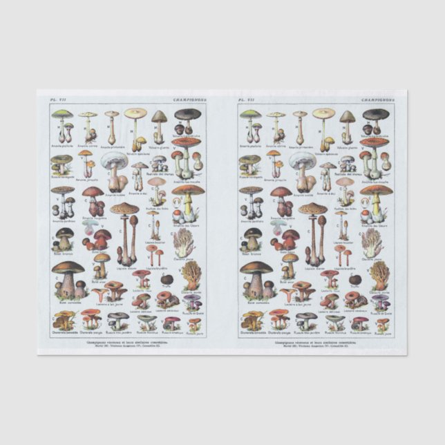 Millot Illustrationen, Pilze, Decoupage Seidenpapier (Vorderseite)