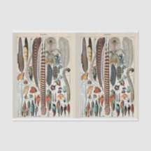 Millot-Illustrationen, Vogelfedern, Decoupage