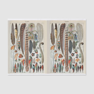 Millot-Illustrationen, Vogelfedern, Decoupage Seidenpapier